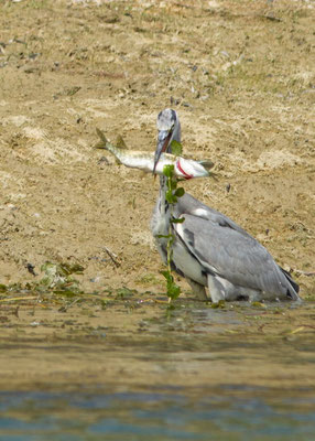 Héron cendré et brochet. Ardea cinerea et Esox lucius (Parc naturel régional de la forêt d'Orient)