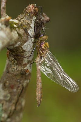 Emergence d'anisoptère. (Parc naturel régional de la Forêt d'Orient)