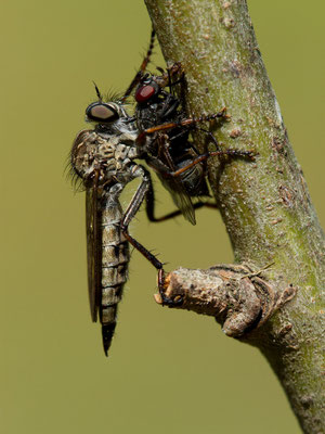  Asilidae. (Lac du temple, PNRFO)