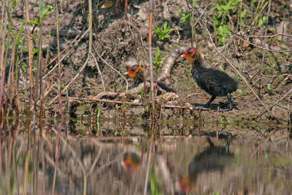 Jeunes Foulque macroule, Fulica atra. (Parc naturel régional de la forêt d'Orient)