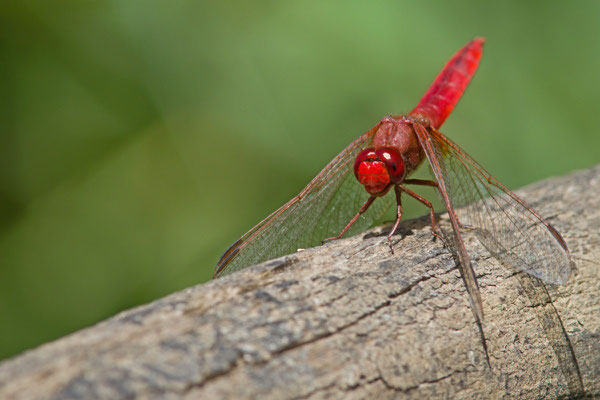  Libellule écarlate, Crocothemis erythraea. (PNRFO)