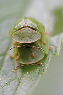 Casside verte, Cassida viridis. (Cunfin)