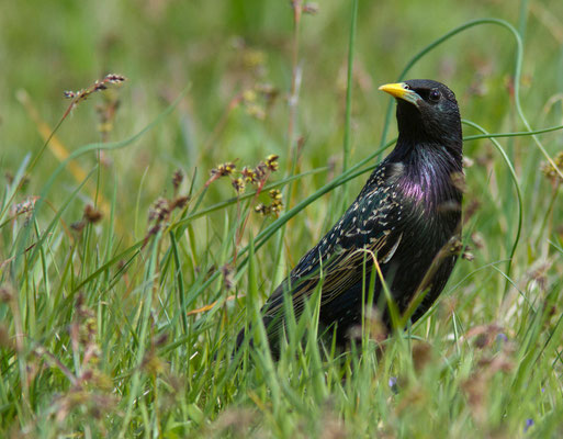 Étourneau sansonnet, Sturnus vulgaris. (Le Valdreux)