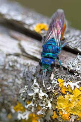 Chrysis (ignita?) (Ardennes). 