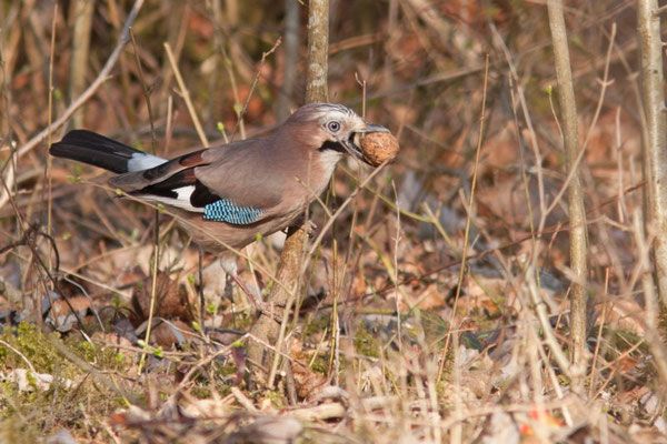 Geai des chênes, Garrulus glandarius. (Estissac)