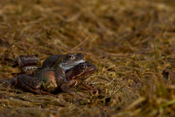 Accouplement de grenouille rousses, Rana temporaria. (Parc naturel régional de la forêt d'Orient)