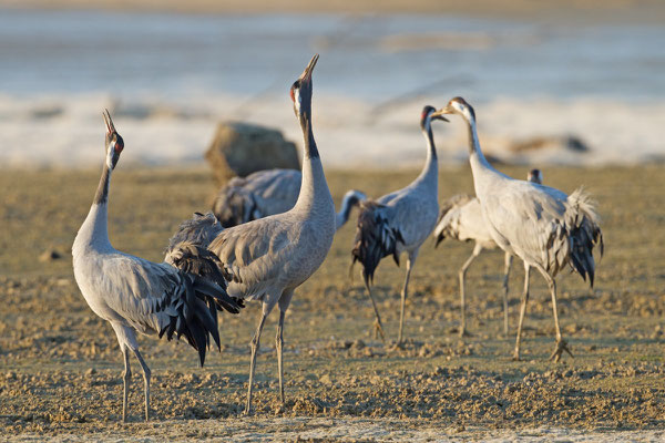 Grue cendrée, Grus grus. (Lac du Der).