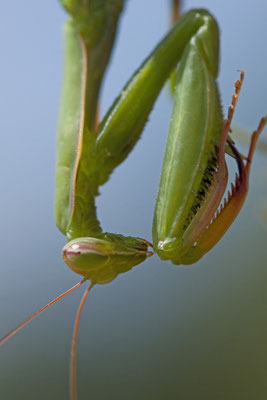 Mante religieuse, Mantis religiosa. (Dierrey-Saint-Julien)