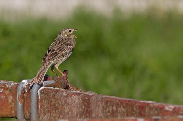 Bruant proyer, Emberiza calandra.(Dierrey-saint-Pierre)