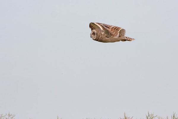 Hibou des marais en vol, Asio flammeus. (Dierrey-Saint-Pierre)