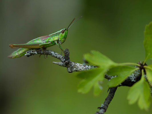 Criquet des Genévriers, Euthystira brachyptera.  (Verpillières-sur-Ource)