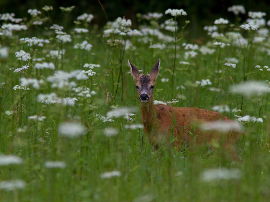 Faon, Capreolus capreolus. (Chennegy)