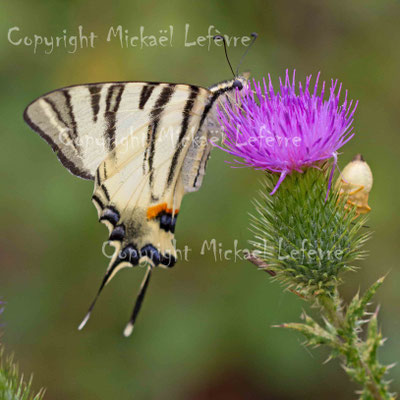 Flambé ou voilier, Iphiclides podalirius. (Pâtis d'Oger)