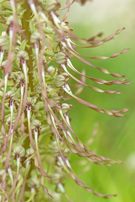 Orchis bouc, Himantoglossum hircinum. Talus au bord de la route. (Grange-l'Évêque)