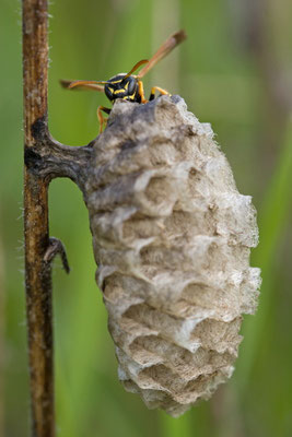 Guèpe poliste, Polistes nimpha. (Dierrey-Saint-Julien)