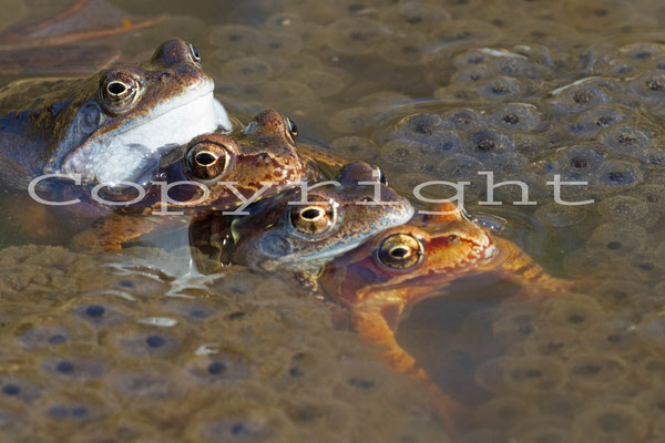 Amplexus Grenouilles rousses, Rana temporaria. (Parc naturel régional de la forêt d'Orient)