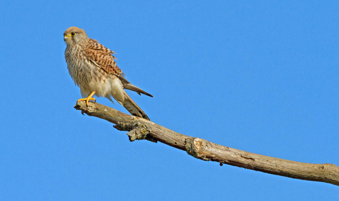 Faucon crécerelle, Falco tinnunculus. (Prouilly)