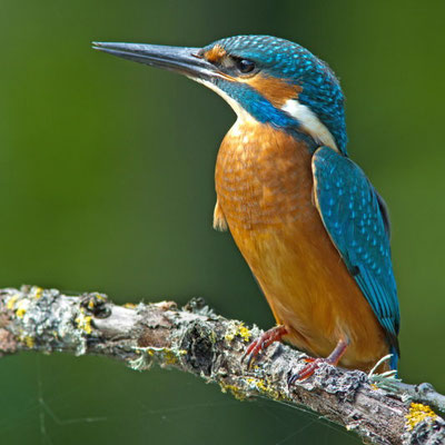 Martin pêcheur, Alcedo atthis. Affût flottant  (Parc naturel régional de la forêt d'Orient)