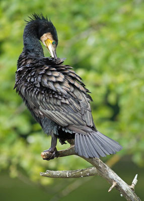 Grand Cormoran, Phalacrocorax carbo. (Parc naturel régional de la forêt d'Orient)