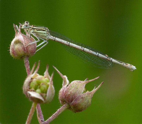 Agrion à larges pattes, Platycnemis pennipes. (Villemaur-sur-Vannes)