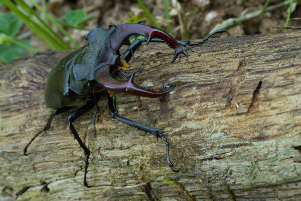 Lucane cerf-volant, Lucanus cervus. (Spoy)