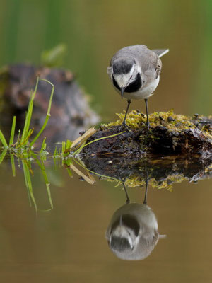 Bergeronnette grise, Motacilla alba.  (Parc naturel régional de la forêt d'Orient)