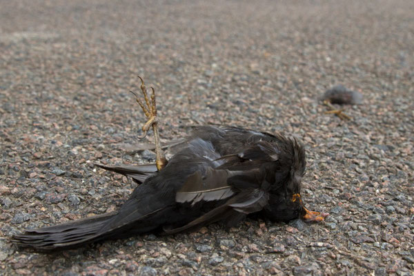 Merle noir, Turdus merula. (Géraudot)