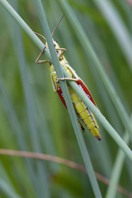 Stethophyma grossum. (Marais de Saint-Gond)