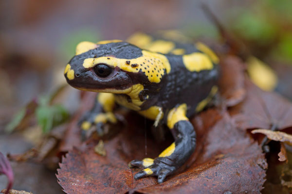 Salamandra salamandra, Salamandre tachetée. (PNRFO)