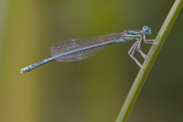 platycnemis pennipes. (Marais de Saint-Gond)