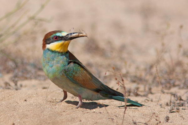 Guêpier d'Europe, Merops apiaster. (Porticcio)