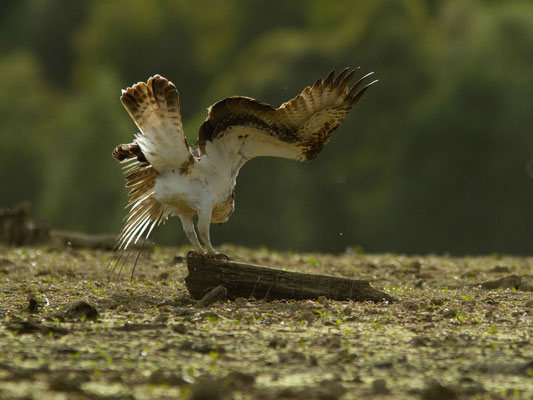 Balbuzard, Pandion haliaetus. (lac du temple).