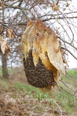 Essaim d'abeilles domestiques sur une charmille. (Haute-Marne).