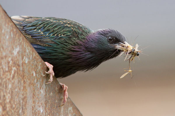 Etourneaux sansonnets, Sturnus vulgaris. (Dierrey-saint-Julien)