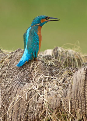 Martin pêcheur, Alcedo atthis. Affût flottant  (Parc naturel régional de la forêt d'Orient)