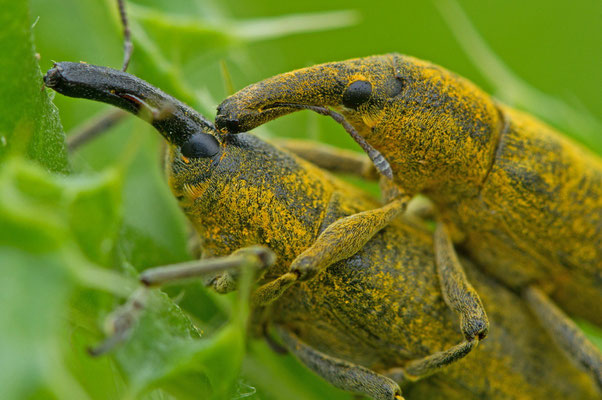 Accouplement de Lixus paraplectus. (Villemaur-sur-Vannes)