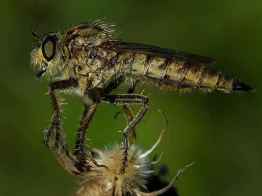 Asilidae. (Mesnil-saint-Loup)