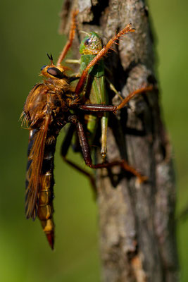 Asilidae capturant un orthoptère. (Coucelles sur aujon,52).