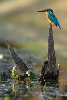 Martin pêcheur, Alcedo atthis. Affût flottant  (Parc naturel régional de la forêt d'Orient)