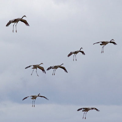 Grues cendrées. Grus grus. (Lac d'Orient).