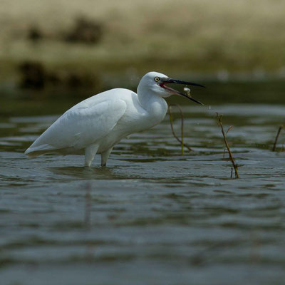 Aigrette garzette, Egretta garzetta. Affût flottant (anse de Jolivet, lac d'Orient)