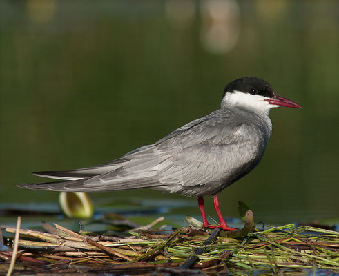 Guifette moustac, Chlidonias hybrida. (Brenne)