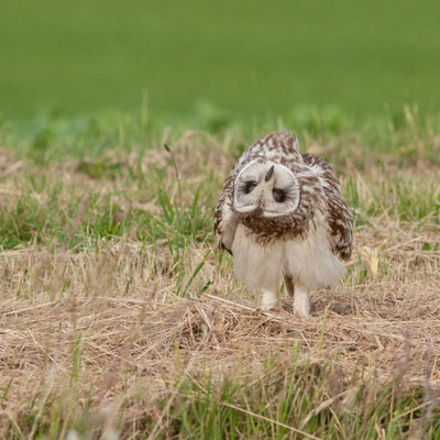 Hibou des marais, Asio flammeus. (Dierrey-Saint-Julien)