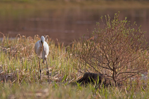 Grande Aigrette, Ardea alba et brochet.(Parc naturel régional de la forêt d'Orient)