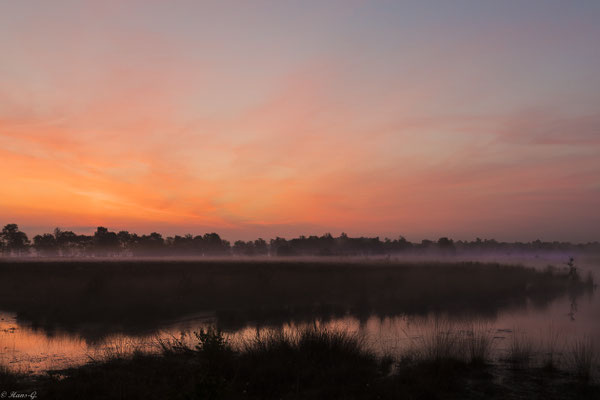Morgens im Moor
