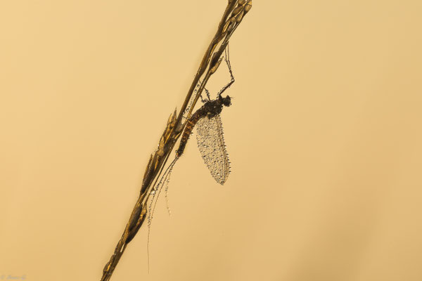 eine Eintagsfliege