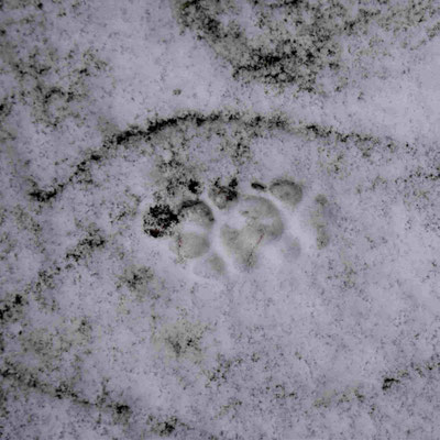 Fuchs
