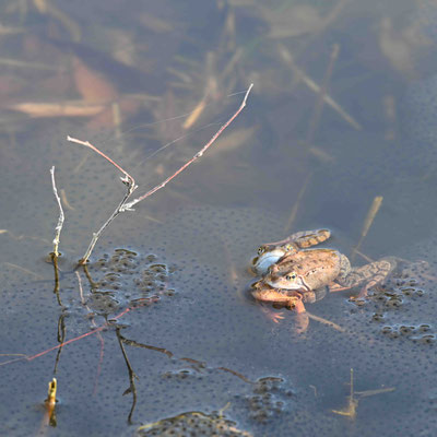 Grasfrosch