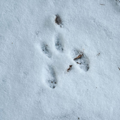 Eichhörnchen