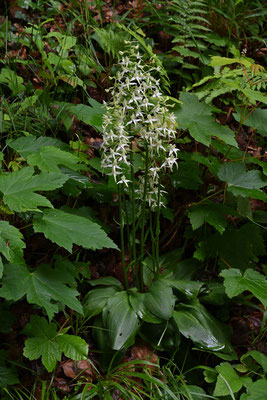 Platanthera bifolia/Weisse Waldhyazinthe 